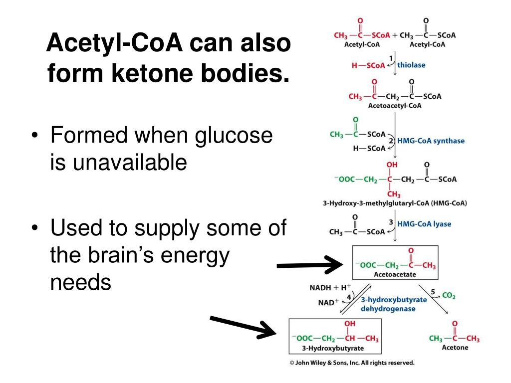 PPT Lecture Notes for Chapter 17 Lipid Metabolism PowerPoint