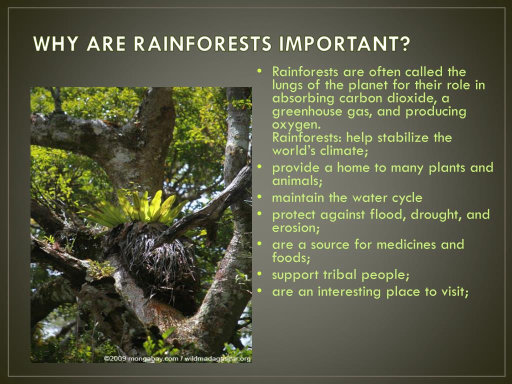 PPT Tropical rainforests PowerPoint Presentation, free download ID