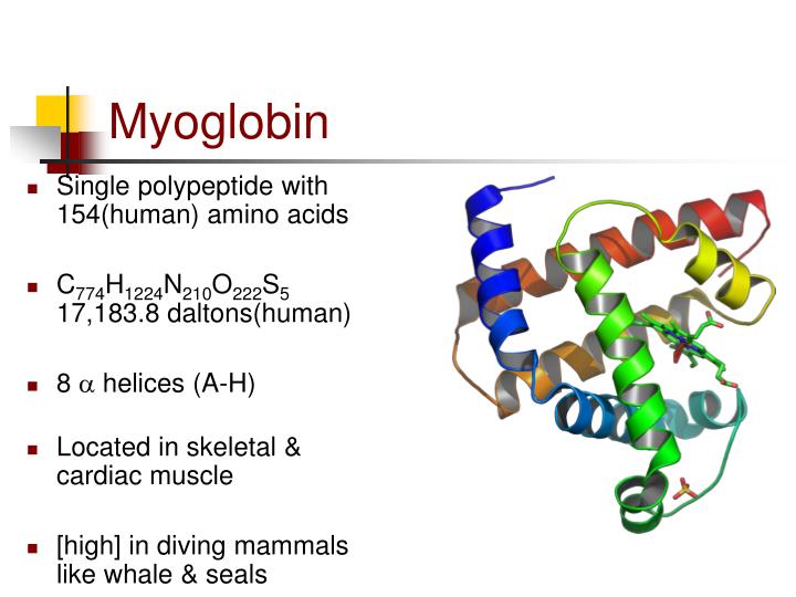 PPT Myoglobin & Hemoglobin PowerPoint Presentation ID2019714