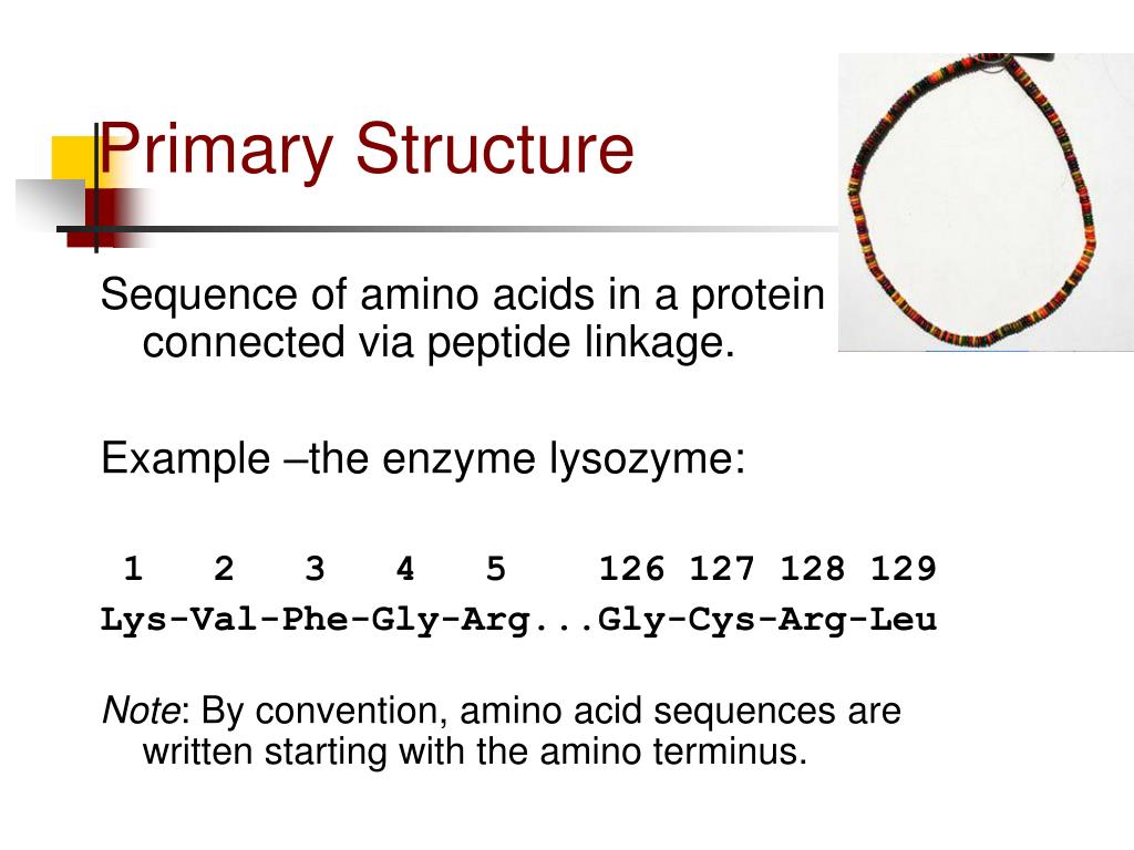 PPT - Myoglobin & Hemoglobin PowerPoint Presentation, free download