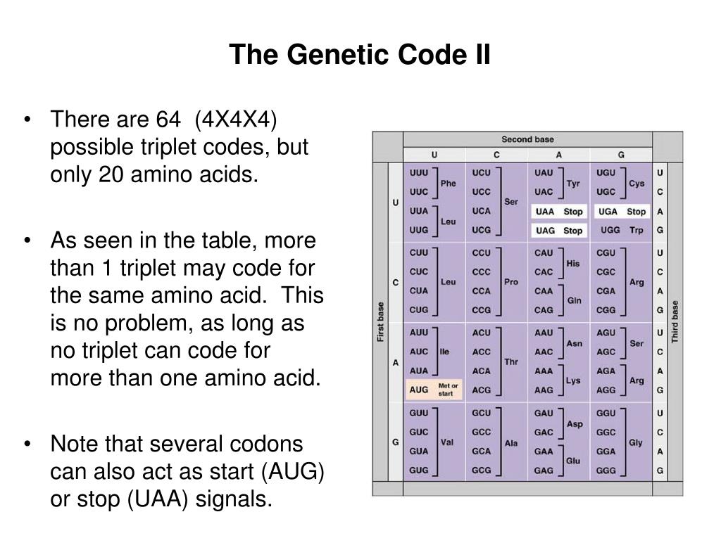 PPT Replication (not part of transcription/translation) PowerPoint