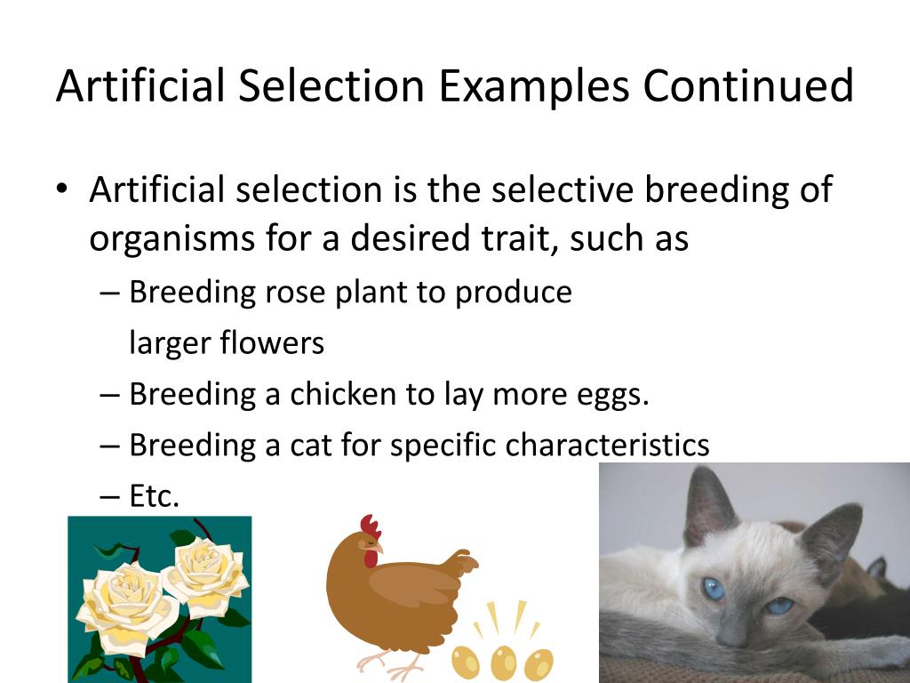 PPT Evolution as change 162 (Types of Selection) PowerPoint