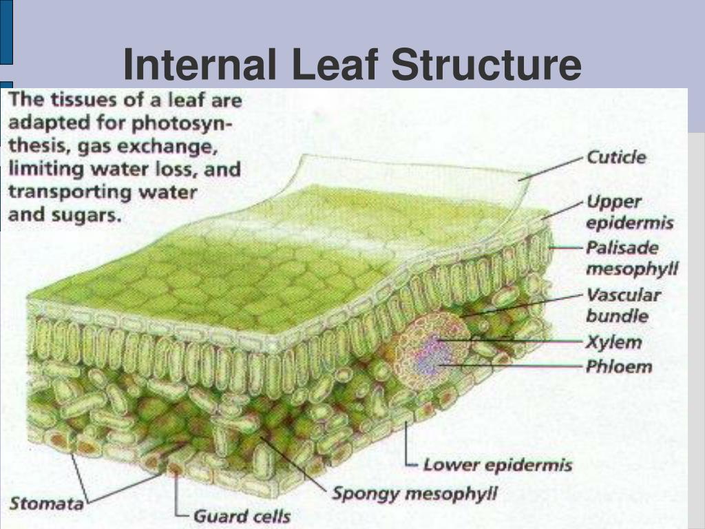 PPT Parts of the Plant Leaves PowerPoint Presentation