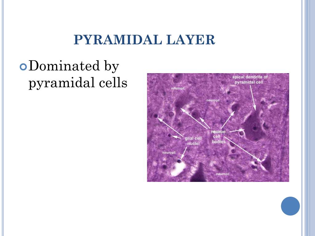 PPT NERVOUS SYSTEM PowerPoint Presentation, free download ID2026324