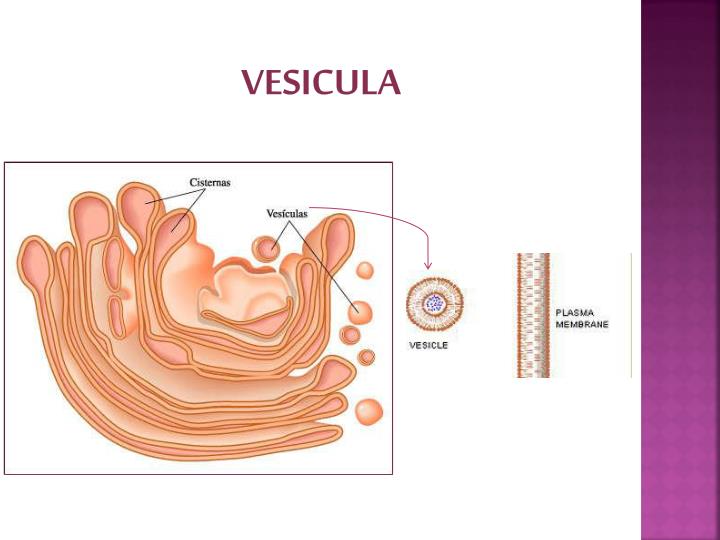 PPT LA CÉLULA PowerPoint Presentation ID2026718