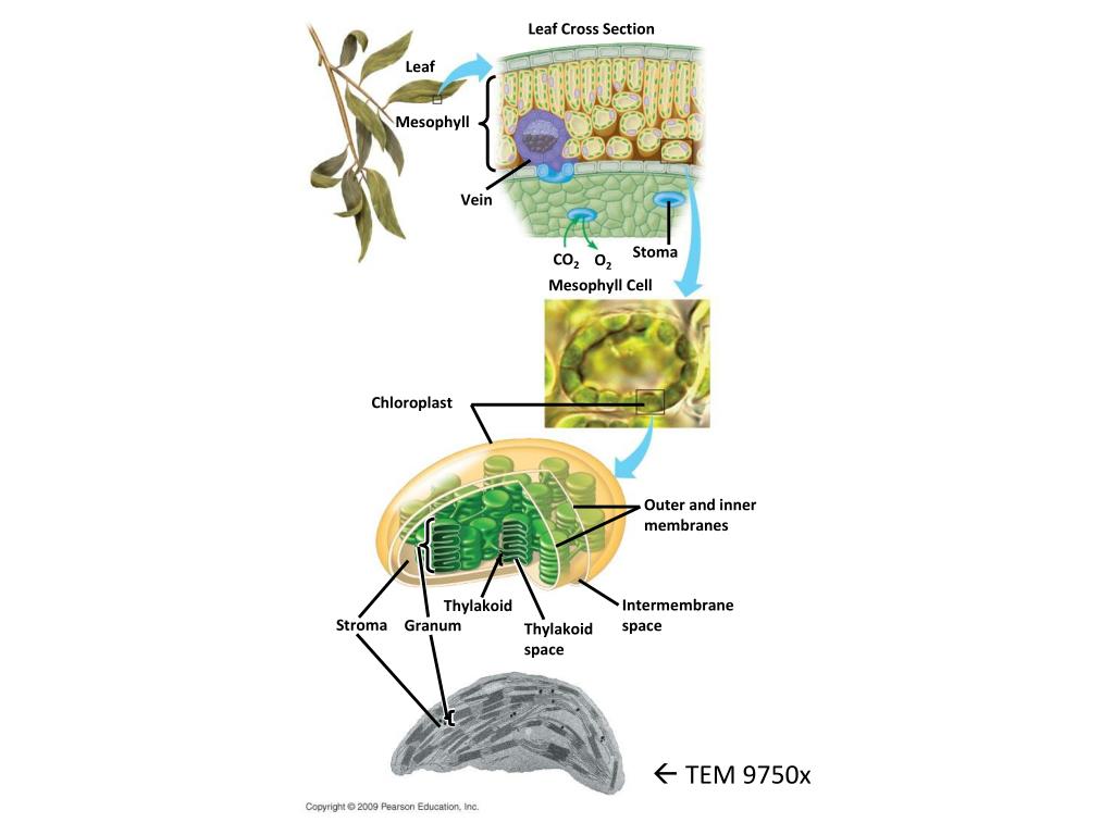 PPT Photosynthesis PowerPoint Presentation ID2028770