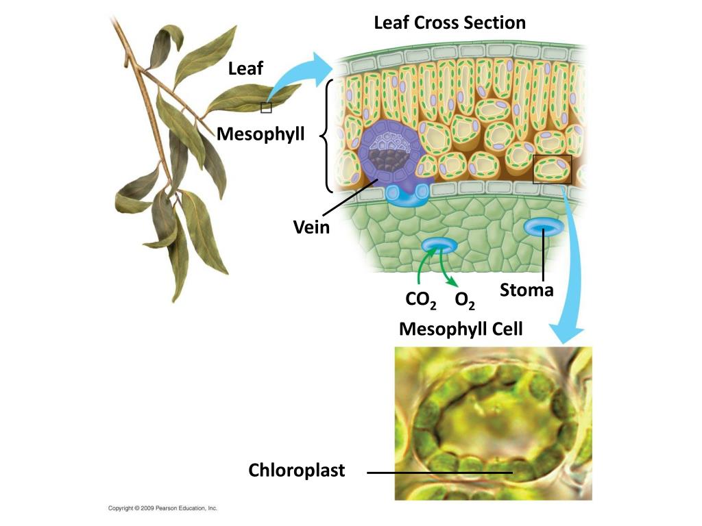 PPT Photosynthesis PowerPoint Presentation ID2028770