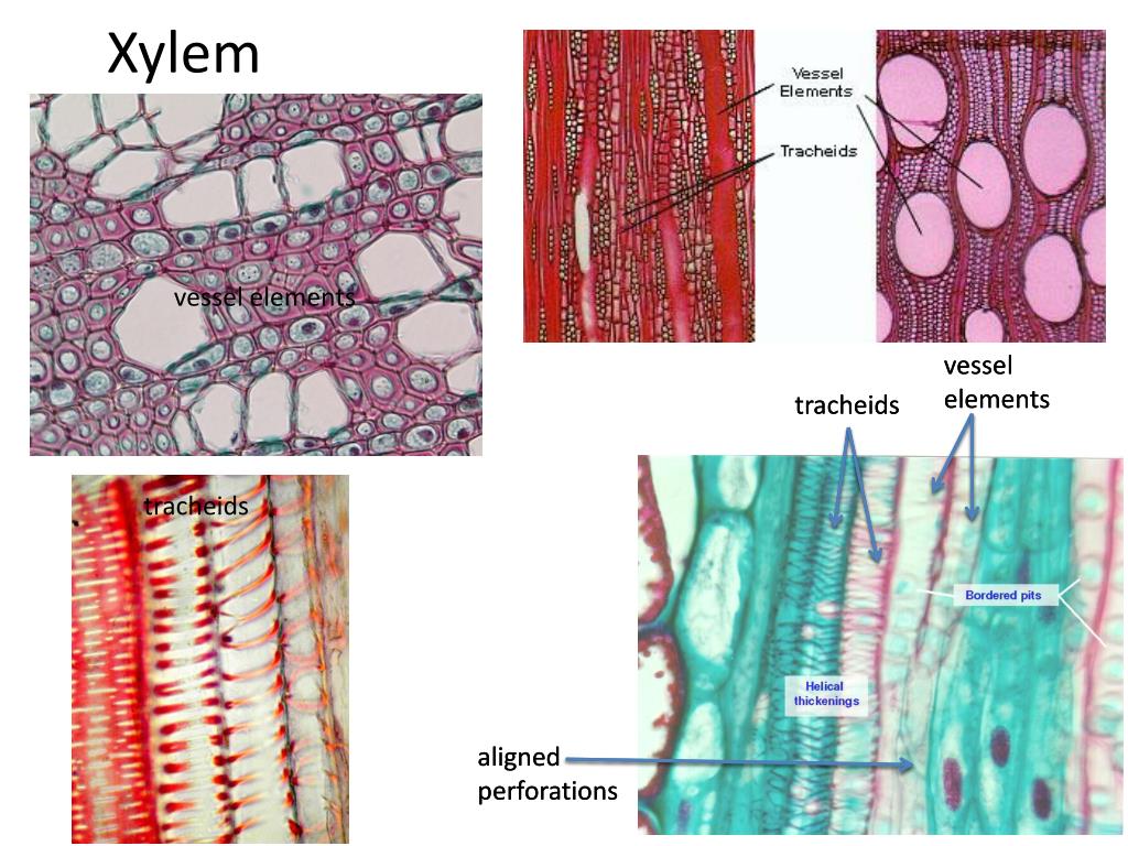 PPT Lab 7 PowerPoint Presentation, free download ID2029457