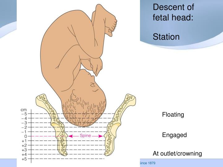 PPT Chapter 12Processes & Stages of Labor and Birth PowerPoint