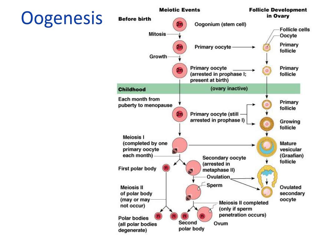 PPT Female Reproductive System and Hormones PowerPoint Presentation