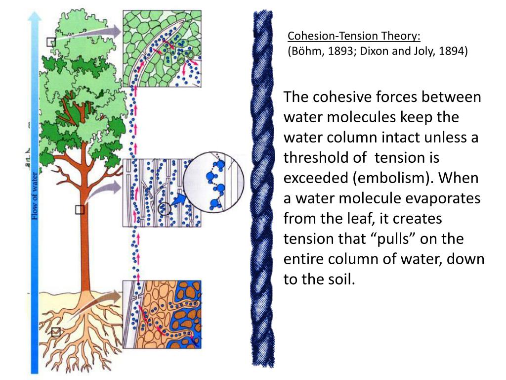 PPT Water Budget II Evapotranspiration PowerPoint Presentation, free download ID2031147