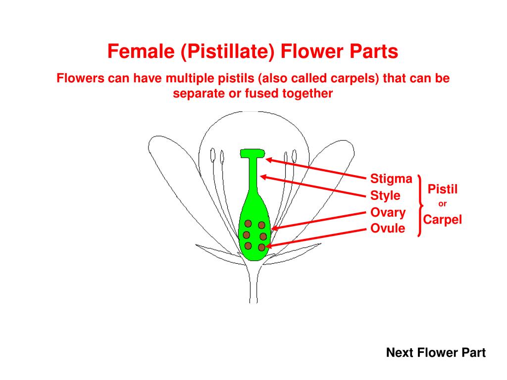 PPT Petal PowerPoint Presentation, free download ID2032908