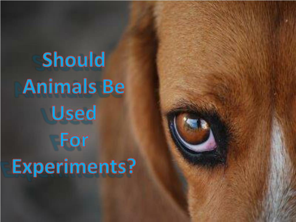 PPT Should Animals Be Used For Experiments? PowerPoint Presentation