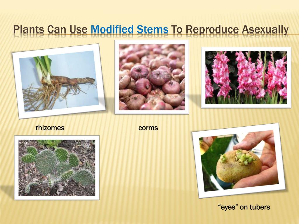 PPT Reproduction in Plants PowerPoint Presentation, free download