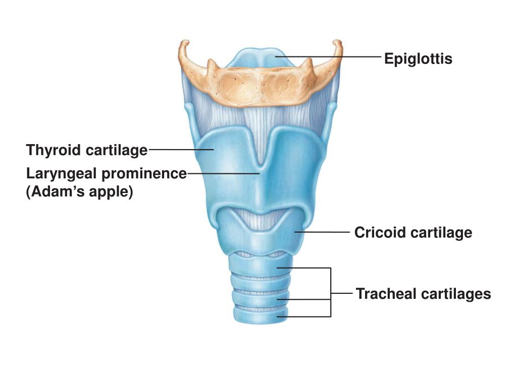 PPT Nasal cavity PowerPoint Presentation, free download ID2034096