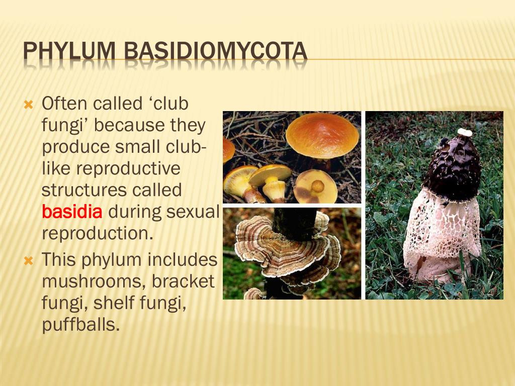 PPT Kingdom Fungi PowerPoint Presentation, free download