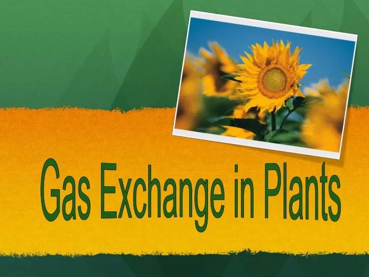 PPT Gas Exchange in Plants PowerPoint Presentation, free download