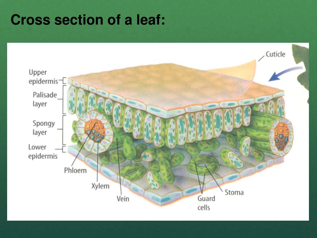 PPT Gas Exchange in Plants PowerPoint Presentation, free download