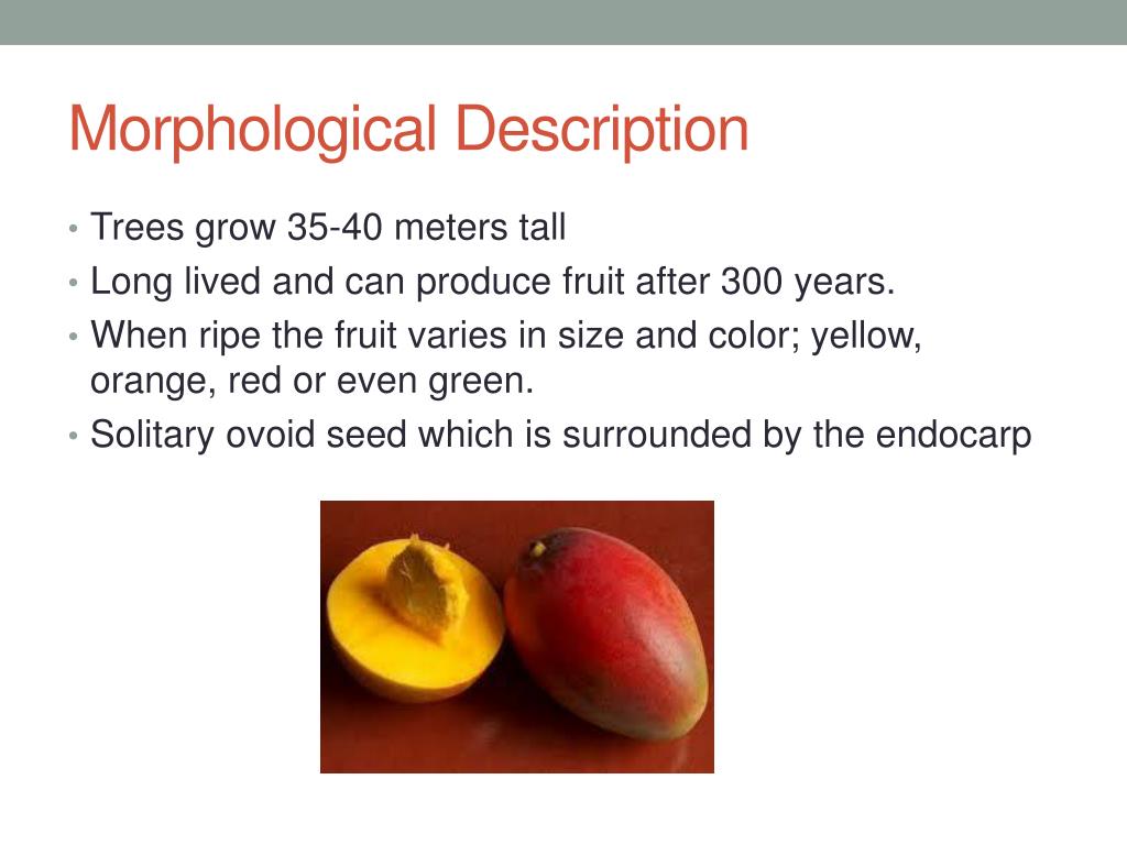 PPT Mango Mangifera indica Anacardiaceae Family PowerPoint