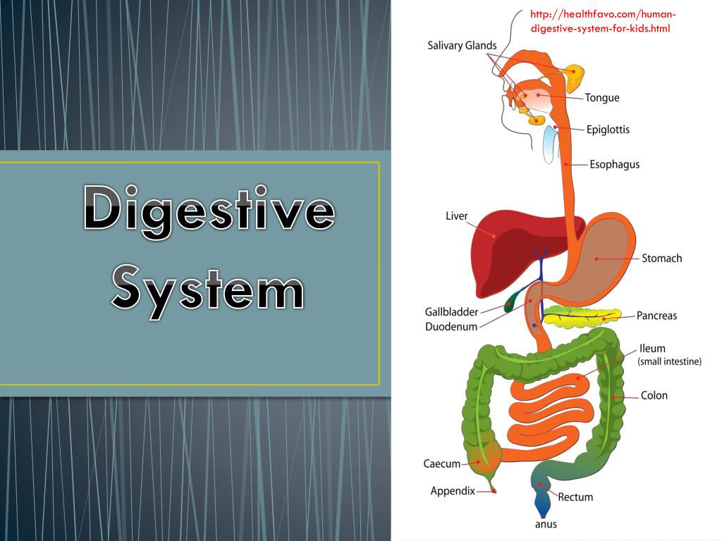 PPT Digestive System PowerPoint Presentation, free download ID2039336