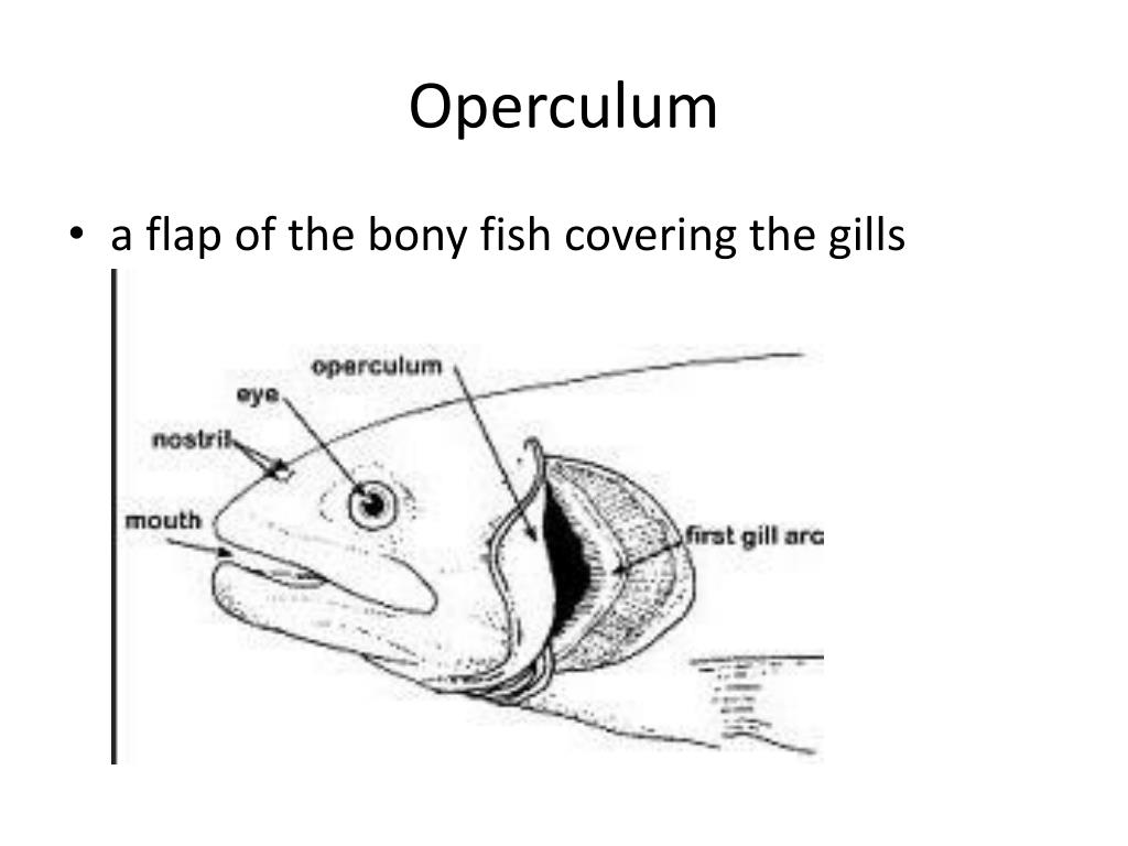 PPT Fish Designs PowerPoint Presentation, free download ID2039577