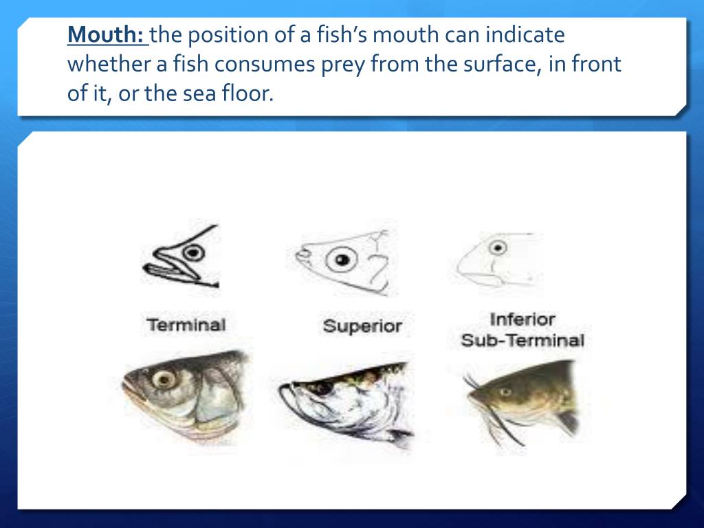 PPT Which type of mouth shape do you see on this fish? PowerPoint