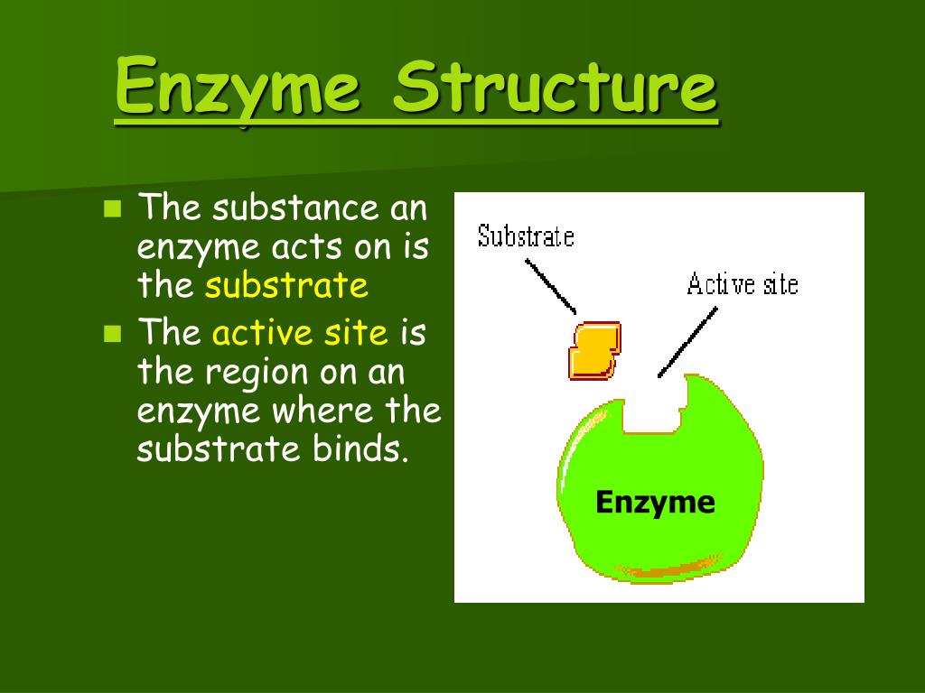 Enzymes Structure Of An Enzyme And Their Use Chemistry