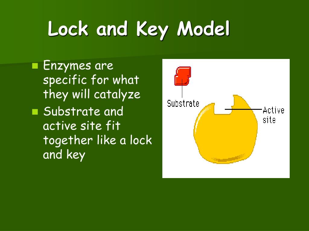 PPT Enzyme Review PowerPoint Presentation, free download