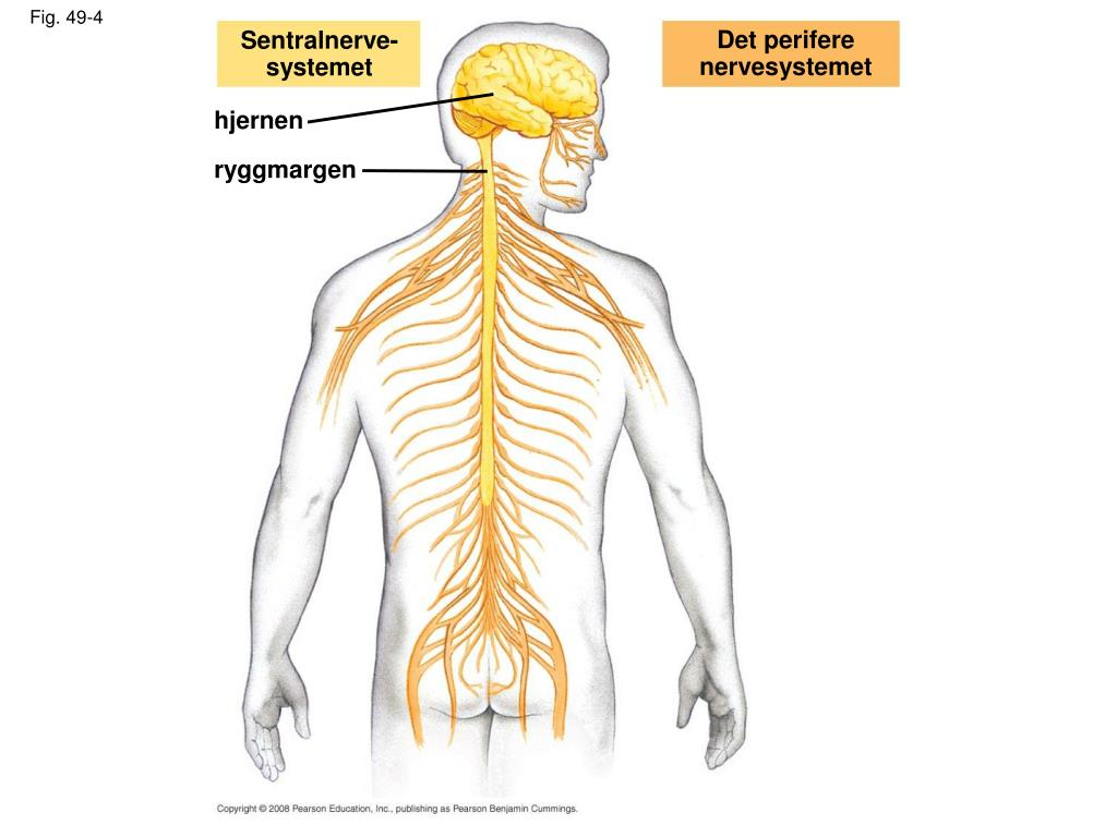 PPT Nerver med store aksoner PowerPoint Presentation, free download