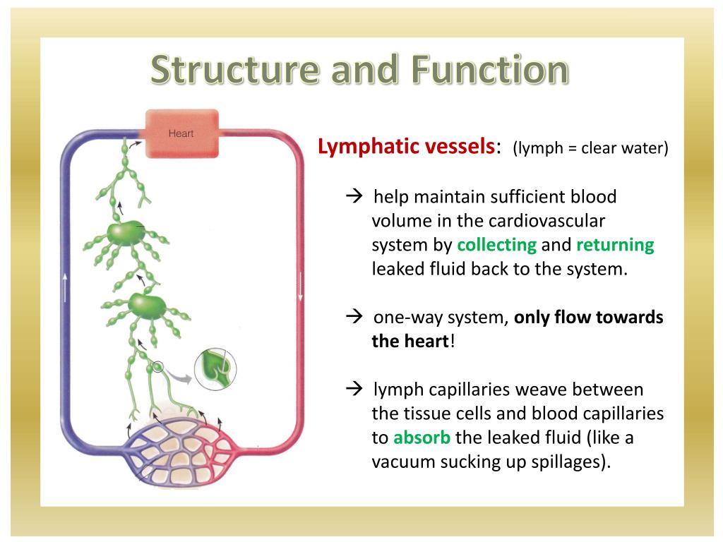 PPT Lymphatic System PowerPoint Presentation, free download ID2045056
