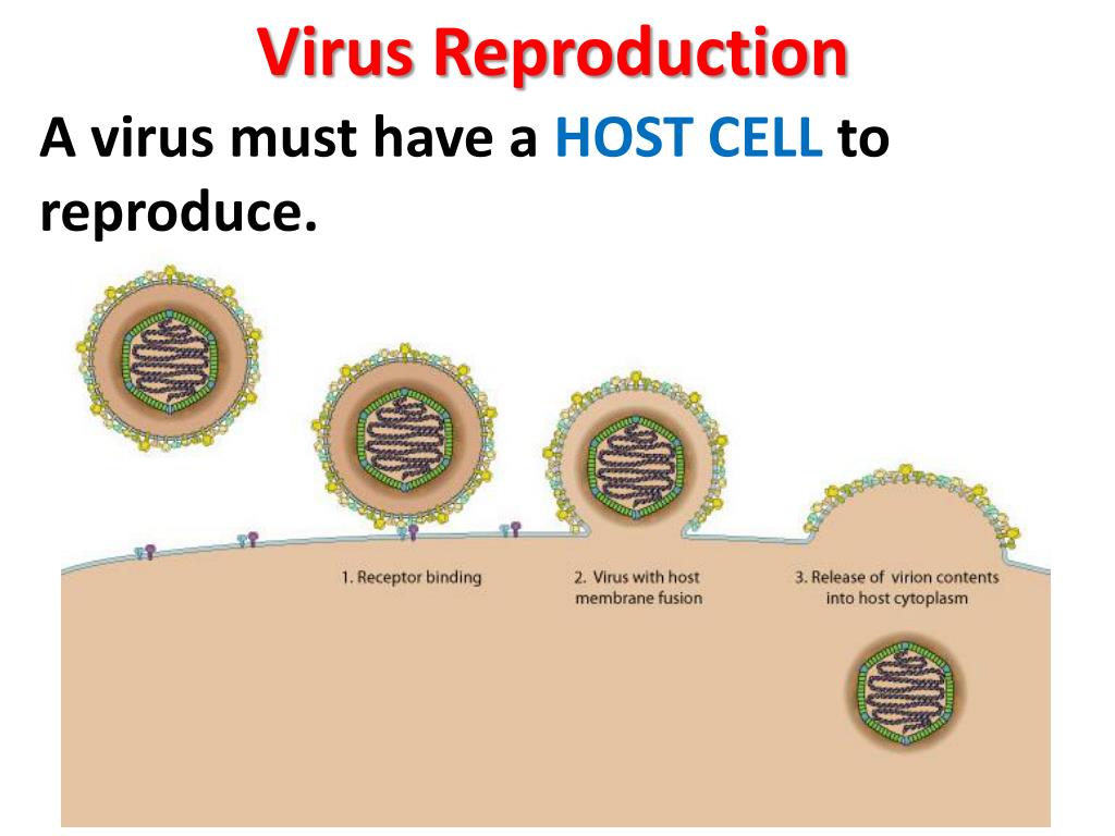 Why Can't A Virus Reproduce By Itself at Tina Morin blog