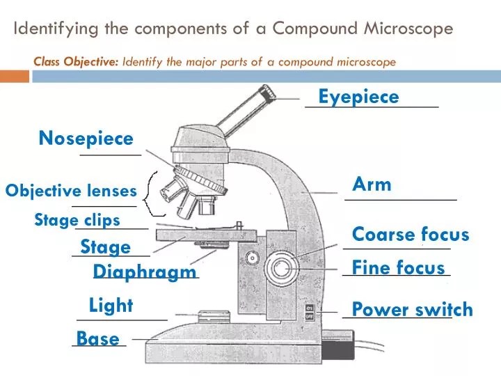PPT Identifying the components of a Compound Microscope PowerPoint Presentation ID2045335