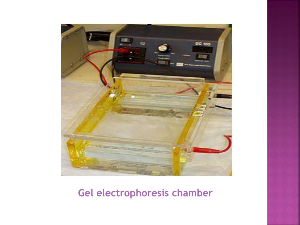 PPT ELECTROPHORESIS TECHNIQUE PowerPoint Presentation, free download