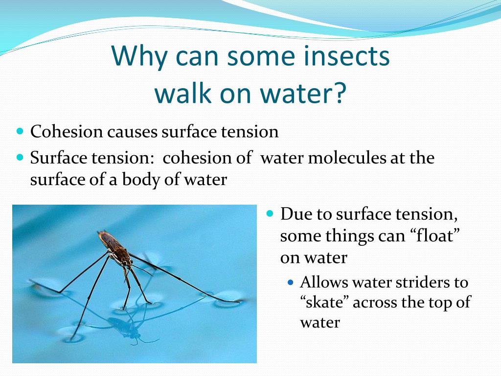 PPT Why is Water Sticky? PowerPoint Presentation, free download ID