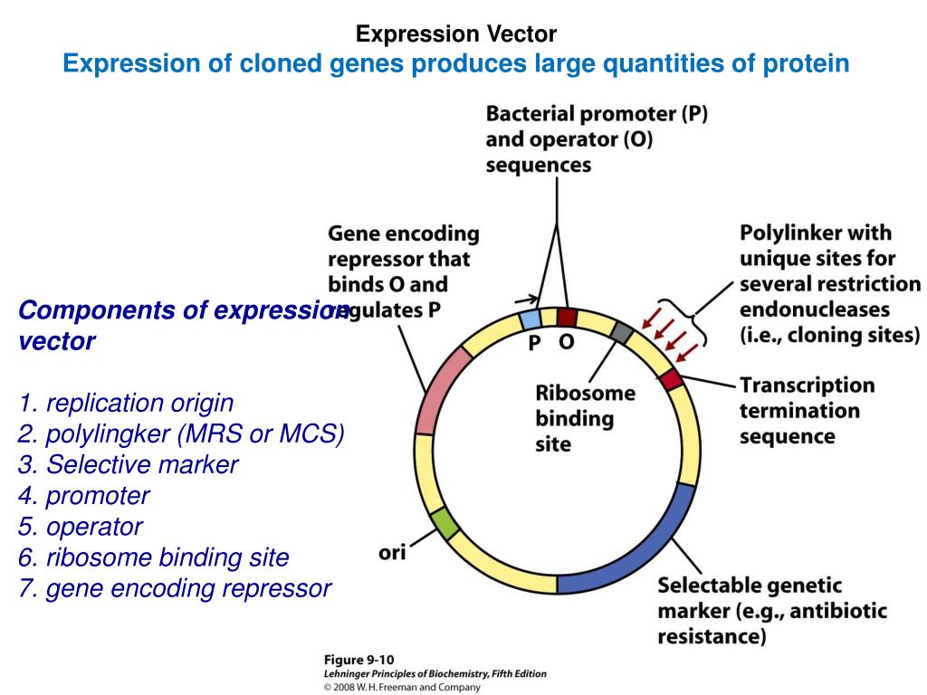 PPT The constructed E. coli plasmid pBR322 PowerPoint Presentation