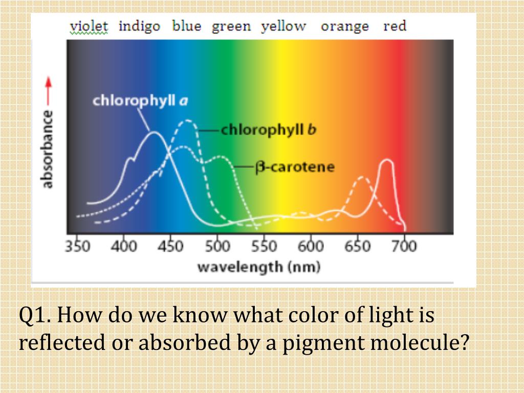 PPT Chapter 5.1 Matter and Energy Pathways in Living Systems