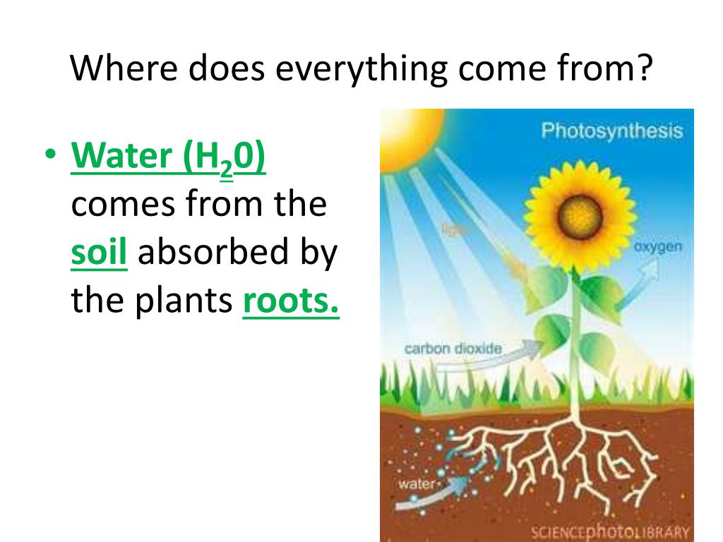 PPT 8.2 Photosynthesis PowerPoint Presentation, free download ID