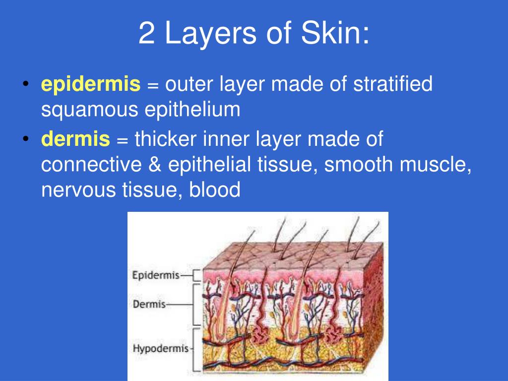 PPT THE INTEGUMENTARY SYSTEM —Chapter 6 PowerPoint Presentation, free