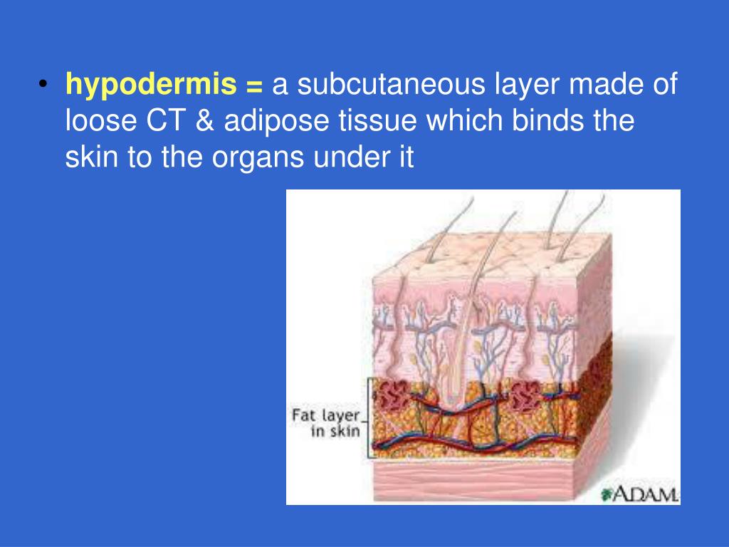 PPT THE INTEGUMENTARY SYSTEM —Chapter 6 PowerPoint Presentation, free
