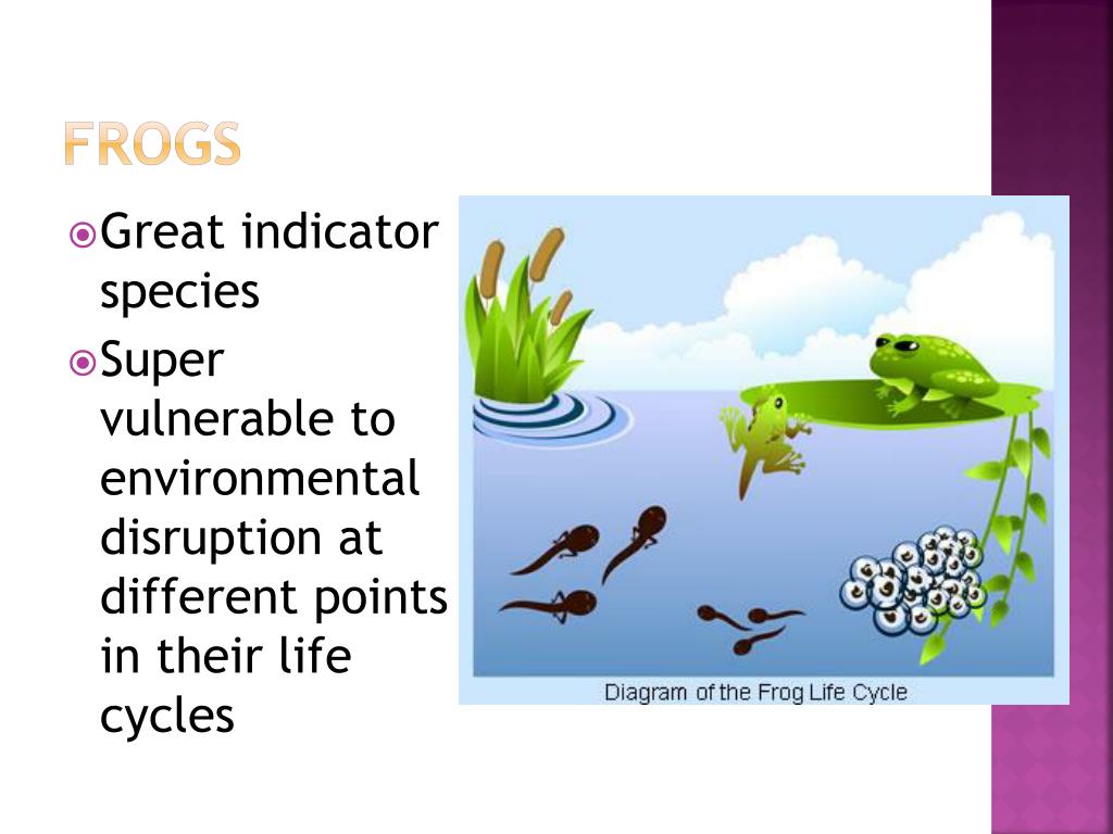 PPT Chapter 8 community ecology PowerPoint Presentation, free