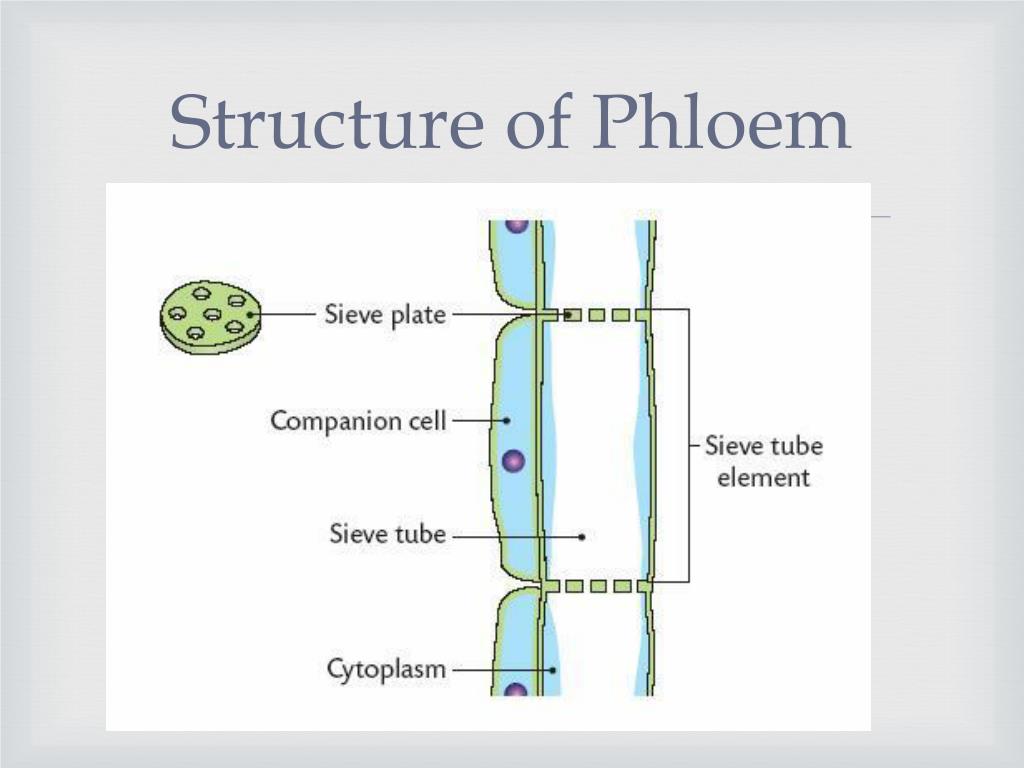 PPT Phloem Tubes PowerPoint Presentation, free download ID2048925