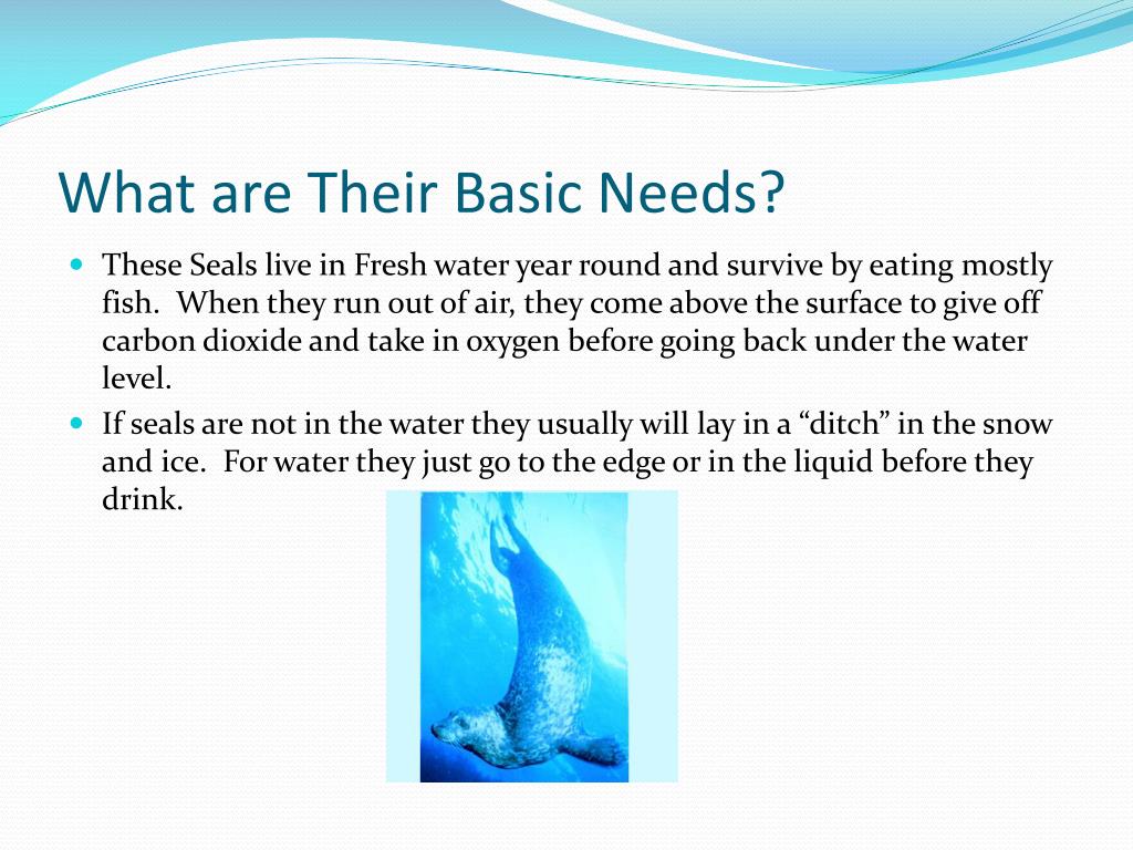 PPT Harbor Seals Lacs des Loups Marine Subspecies PowerPoint