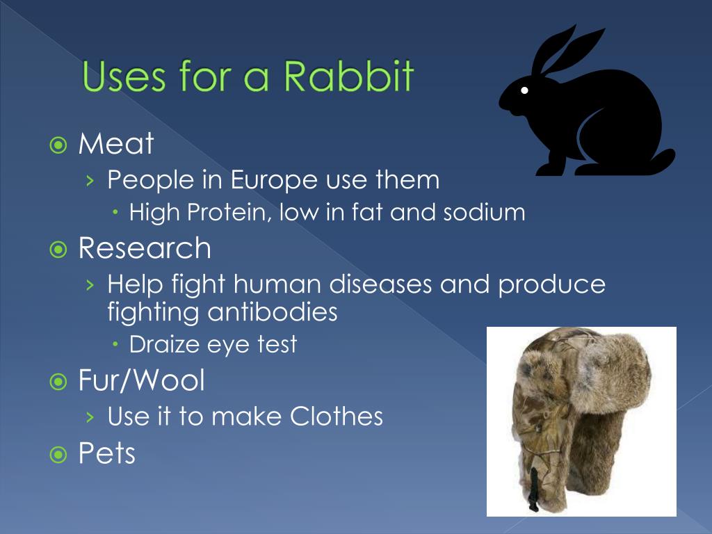PPT Rabbits PowerPoint Presentation, free download ID2049937