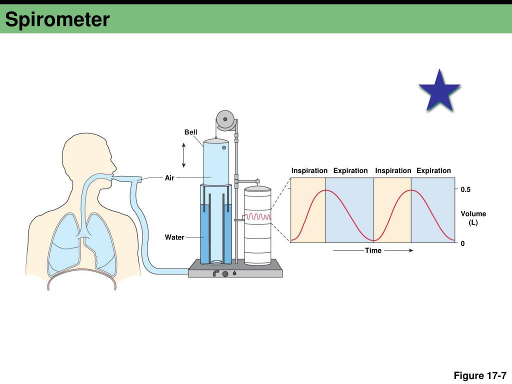 PPT Chapter 17 PowerPoint Presentation, free download ID2051143