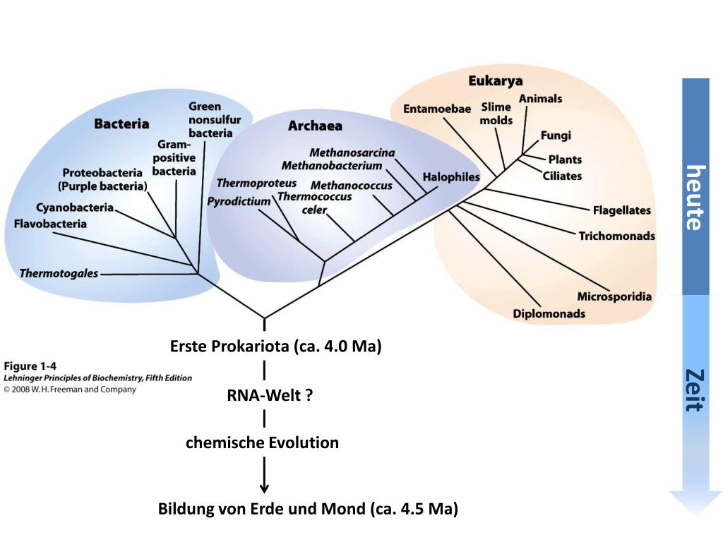 PPT chemische Evolution PowerPoint Presentation, free download ID2054930