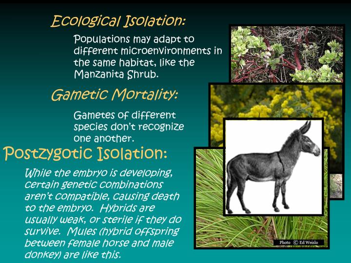 PPT Speciation PowerPoint Presentation ID2054944