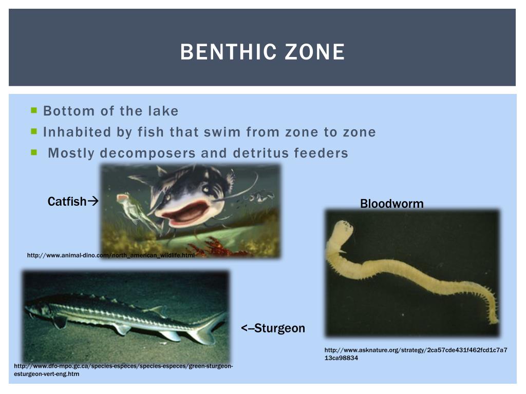 PPT Fresh water life zones PowerPoint Presentation, free download