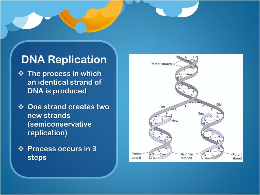 PPT - Nucleic Acids, DNA Replication and Transcription PowerPoint