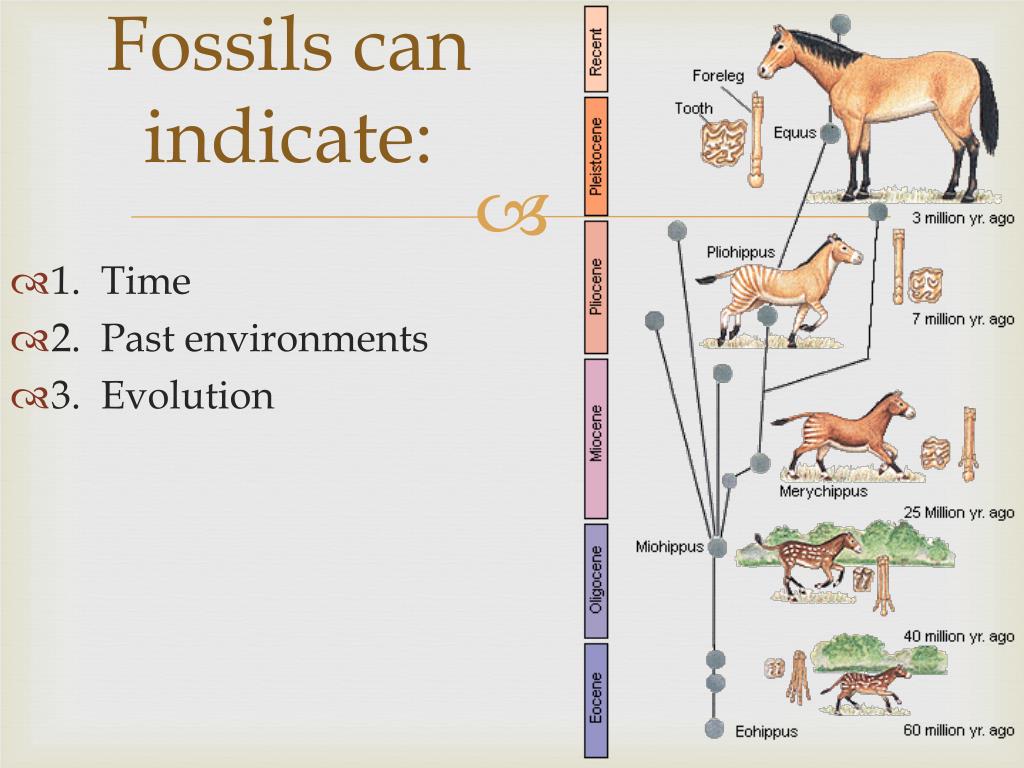 PPT Fossils PowerPoint Presentation, free download ID2055906