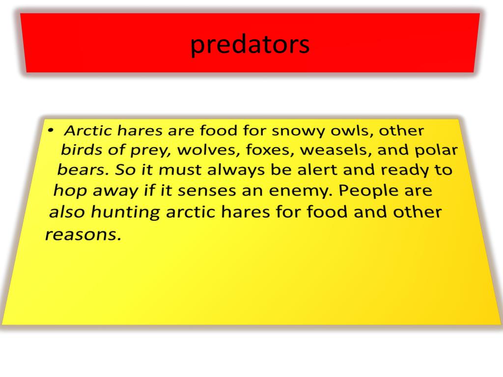 PPT ARCTIC HARE PowerPoint Presentation, free download ID2057663